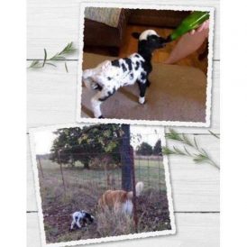 Becoming a Real Sheep Image